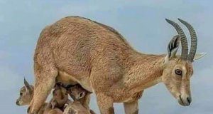 Tunceli’ye ölüm ve kan turizmi!