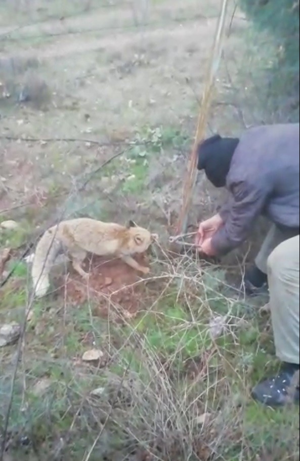 KÖYLÜLERİN TİLKİYİ KURTARIRKEN YAPTIĞI KONUŞMALAR GÜLDÜRDÜ İKİ ERKEK TİLKİNİN DOLAŞTIĞI TELİ KOPARMAYA ÇALIŞIRKEN BİR KADININ,