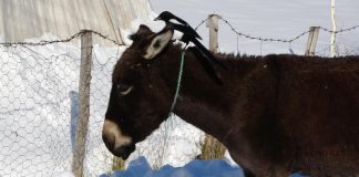 Karda aç kalan saksağan, eşeklerin başına bela oldu