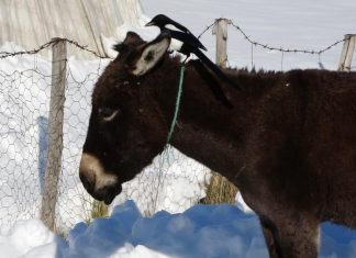 Karda aç kalan saksağan, eşeklerin başına bela oldu