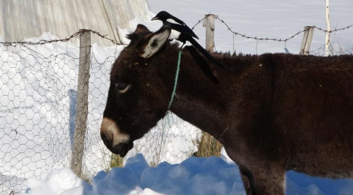 Karda aç kalan saksağan, eşeklerin başına bela oldu