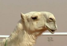 Botokslu adaylar güzellik yarışmasından atıldı; ‘Yok Devenin Başı’ demeyin sakın, çünkü atılanlar Deve!