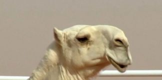 Botokslu adaylar güzellik yarışmasından atıldı; ‘Yok Devenin Başı’ demeyin sakın, çünkü atılanlar Deve!