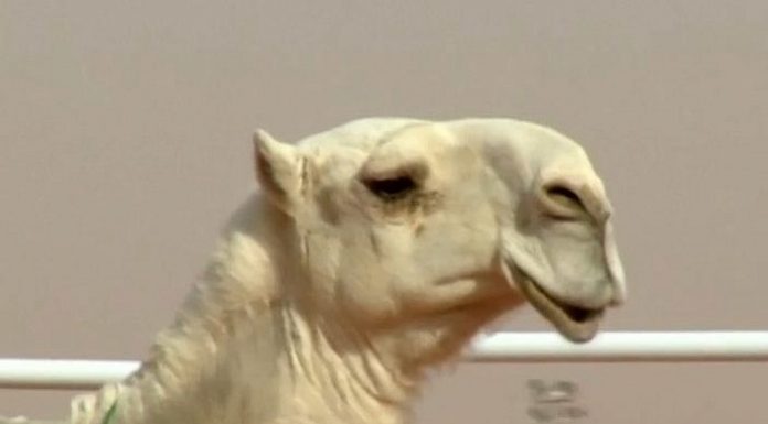 Botokslu adaylar güzellik yarışmasından atıldı; ‘Yok Devenin Başı’ demeyin sakın, çünkü atılanlar Deve!