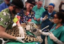 “Hayvan ve halk sağlığı ile gıda güvenliği hizmeti sürdüren Veteriner hekimler sağlık personelidir”