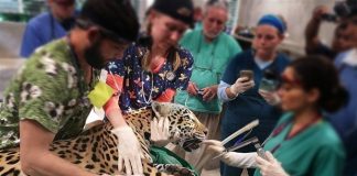 “Hayvan ve halk sağlığı ile gıda güvenliği hizmeti sürdüren Veteriner hekimler sağlık personelidir”