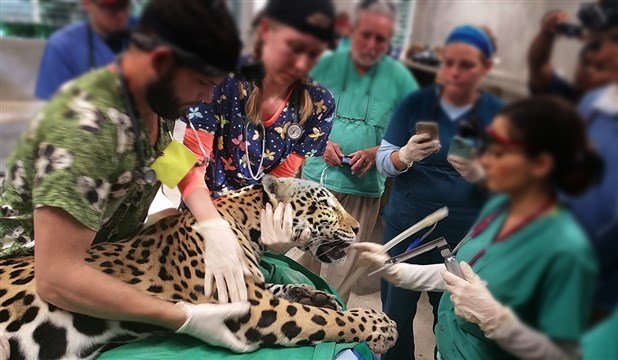 “Hayvan ve halk sağlığı ile gıda güvenliği hizmeti sürdüren Veteriner hekimler sağlık personelidir”