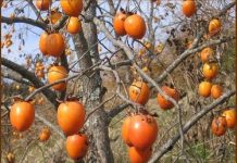 Covid-19 için Trabzon şifası; Japon bilim insanları açıkladı: Kovid-19’a iyi gelen meyve Trabzon’dan!