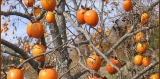 Covid-19 için Trabzon şifası; Japon bilim insanları açıkladı: Kovid-19’a iyi gelen meyve Trabzon’dan!