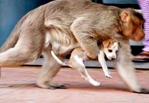 İntikamın getirdiği kıyım; Bir grup öfkeli maymun 250 köpeği öldürdü!