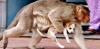 İntikamın getirdiği kıyım; Bir grup öfkeli maymun 250 köpeği öldürdü!