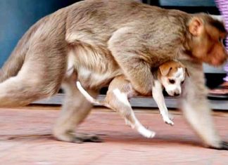 İntikamın getirdiği kıyım; Bir grup öfkeli maymun 250 köpeği öldürdü!