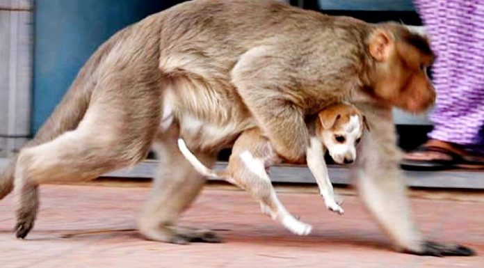 İntikamın getirdiği kıyım; Bir grup öfkeli maymun 250 köpeği öldürdü!