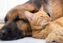 Tehlikeli ve sahipsiz hayvanlarla ilgili genelge yayınlandı.