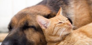 Tehlikeli ve sahipsiz hayvanlarla ilgili genelge yayınlandı.