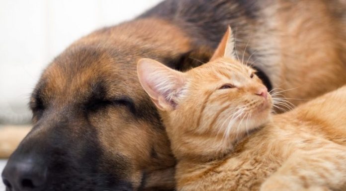 Tehlikeli ve sahipsiz hayvanlarla ilgili genelge yayınlandı.