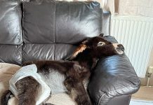 Bir eşek-sıpa, kendini köpek sanıyor; haliyle evin salonundan çıkmıyor?