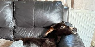 Bir eşek-sıpa, kendini köpek sanıyor; haliyle evin salonundan çıkmıyor?