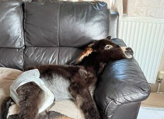 Bir eşek-sıpa, kendini köpek sanıyor; haliyle evin salonundan çıkmıyor?