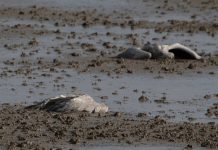 BİR KUŞ GRİBİ EKSİKTİ!