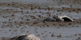 BİR KUŞ GRİBİ EKSİKTİ!