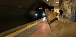 Kumpas mağduru Boji, yerleşik hayata alışamadı toplu taşımaya geri döndü!