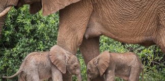 Mucize, 16 yıl sonra bir daha tekrarladı; Fil, ikiz evlat doğurdu!