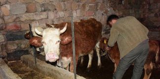 İsmi Fatma olan ineğe ‘Memişlerini yerim’ dedi; yoldan geçen kadın Fatma, ‘tacize uğradım’ diye öfkelendi!