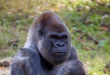 Dünyanın en yaşlı erkek gorili Ozzie, Atlanta Hayvanat Bahçesi’nde 61 yaşında öldü.