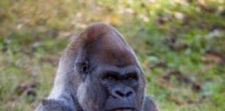 Dünyanın en yaşlı erkek gorili Ozzie, Atlanta Hayvanat Bahçesi’nde 61 yaşında öldü.