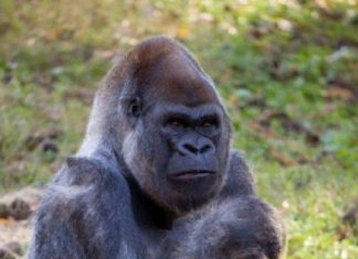 Dünyanın en yaşlı erkek gorili Ozzie, Atlanta Hayvanat Bahçesi’nde 61 yaşında öldü.