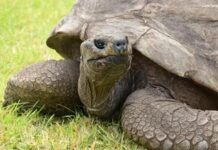 Dünyanın yaşayan en yaşlı kara hayvanı Jonathan, bir Guinness Dünya Rekoru unvanı daha kazandı