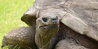 Dünyanın yaşayan en yaşlı kara hayvanı Jonathan, bir Guinness Dünya Rekoru unvanı daha kazandı