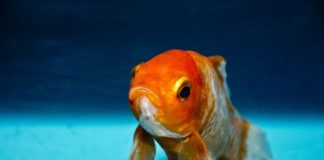 BALIK HAFIZALI DEYİŞİNİ RAFA KALDIRABİLİRSİNİZ