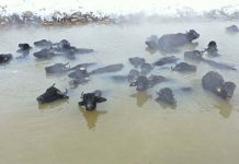 Bitlis’te manda ve atların kar altında kaplıca keyfi!