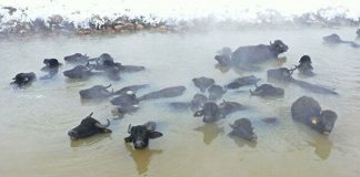 Bitlis’te manda ve atların kar altında kaplıca keyfi!