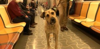 İş insanı Ömer Koç, fenomen köpek ‘Boji’yi sahiplendi