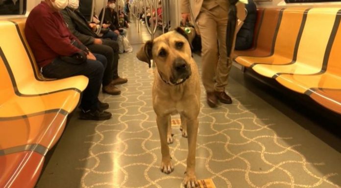 İş insanı Ömer Koç, fenomen köpek ‘Boji’yi sahiplendi