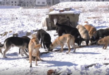 Ankara Büyükşehir Belediyesi, sokak hayvanları için günde 3 ton mama üretecek.