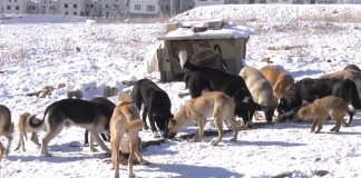 Ankara Büyükşehir Belediyesi, sokak hayvanları için günde 3 ton mama üretecek.