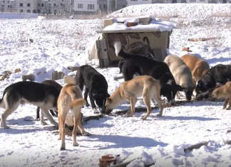 Ankara Büyükşehir Belediyesi, sokak hayvanları için günde 3 ton mama üretecek.