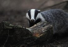 Arkeolog porsuk; Yiyecek ararken, İstanbul ve Antakya bağlantılı Roma hazinesini ortaya çıkardı.