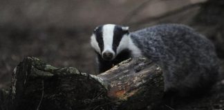 Arkeolog porsuk; Yiyecek ararken, İstanbul ve Antakya bağlantılı Roma hazinesini ortaya çıkardı.