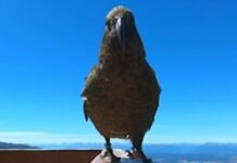 Yeni Zelanda’da bir papağan bir kamera çaldı ve kaçışını filme aldı!