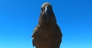 Yeni Zelanda’da bir papağan bir kamera çaldı ve kaçışını filme aldı!