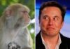 Elon Musk’ın şirketi; “Denemelerde 8 maymunu öldürdük! “