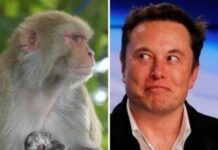 Elon Musk’ın şirketi; “Denemelerde 8 maymunu öldürdük! “
