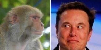 Elon Musk’ın şirketi; “Denemelerde 8 maymunu öldürdük! “