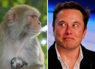 Elon Musk’ın şirketi; “Denemelerde 8 maymunu öldürdük! “