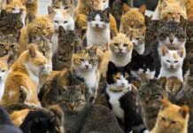 17 Şubat; Dünya Kediler Günü!